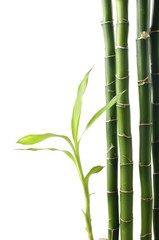 Fototapeta na wymiar Projekt Lucky bamboo drzew,