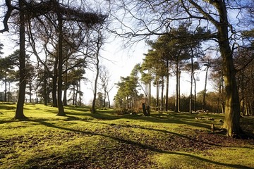Bare branches, Derbyshire, England