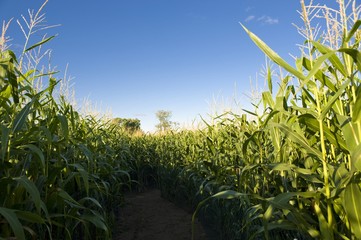 Corn field, Muskoka, Ontario, Canada