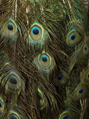 Fototapeta premium Several peacock feathers all over the picture