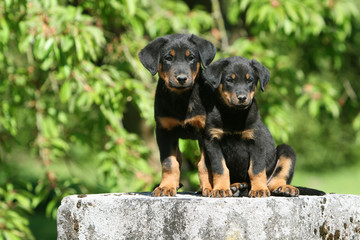 deux petits bergers de beauce de face côte à côte