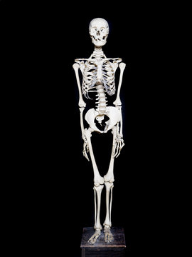 Skeleton towards black background