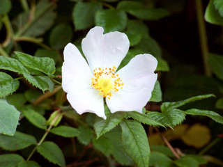 wild rose