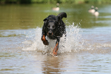 beauceron de face dans l'eau courant et éclaboussant