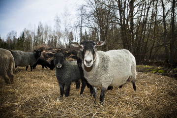 Obraz premium sheeps in a pasture