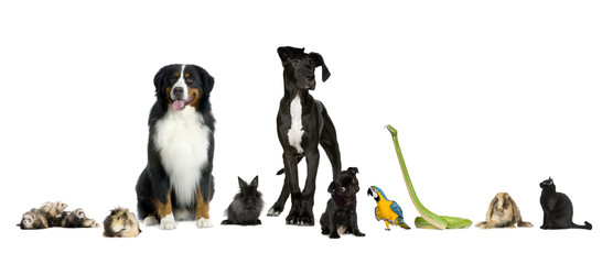 Group of pets - Dog, cat, bird, reptile, rabbit, ferret- in fron