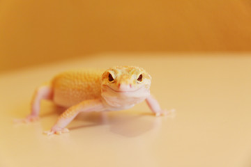 Gecko lauert