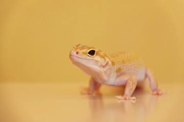 Leopardengecko auf der Lauer