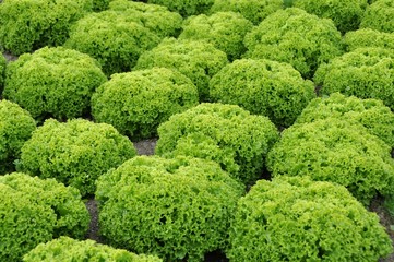 Lollo bianco in reihen