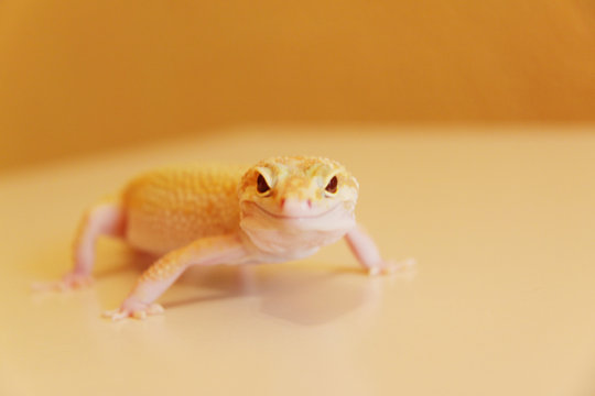 Gecko lauert