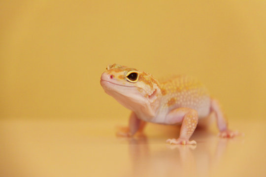 Leopardengecko auf der Lauer