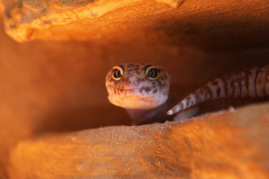Gecko im Tarraium