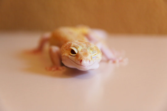 Leoparden Gecko zwinkert