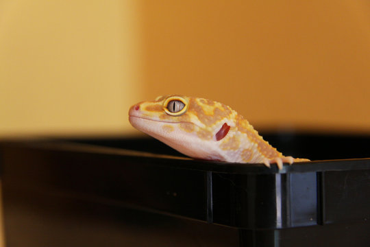 Leoparden Gecko