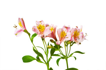 Plakat Kolorowe lilie izolowana na białym tle