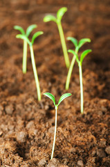 New life concept - green seedling growing out of soil
