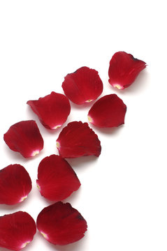 Few red rose petals on white