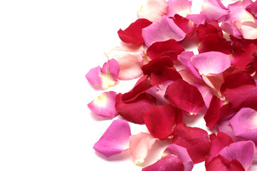Fototapeta na wymiar Rose Petals - great for use as design element