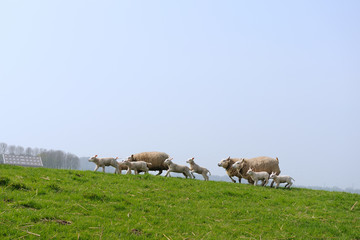 running sheep and lambs