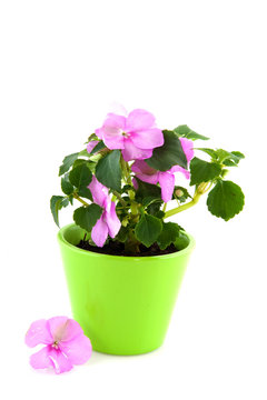 Pink Impatiens