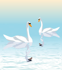 swans on the lake