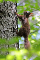 Eichhörnchen © Alkimson