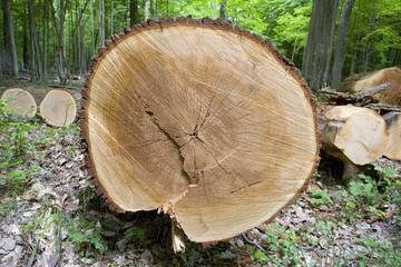 france,île de france,campagne,forêt : tronc de chêne