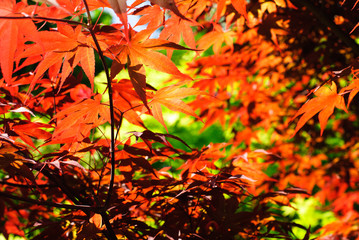 many-coloured fullmoon maple