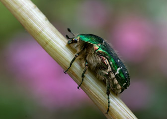 Rosenkäfer - Seitenansicht