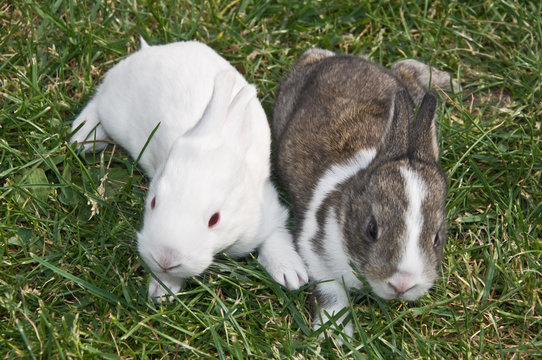 Two little bunnies in grass