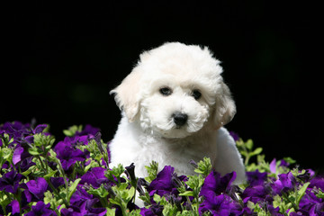 craquant petit bichon frisé dans les fleurs