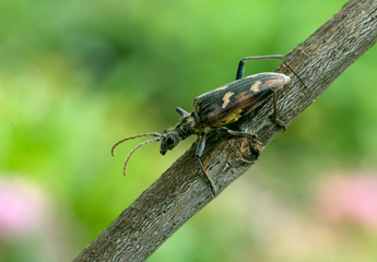 Rhagium bifasciatum
