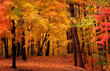 Autumn Landscape