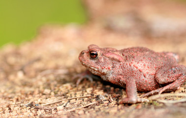 common toad-bufo bufo