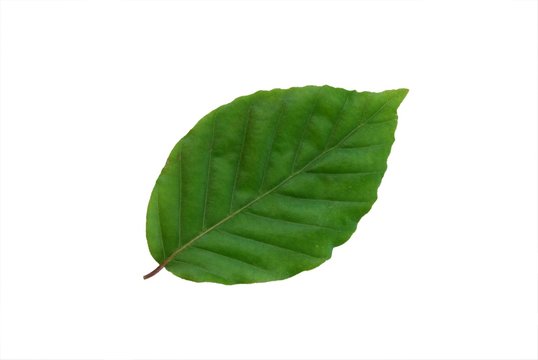 Buchenblatt