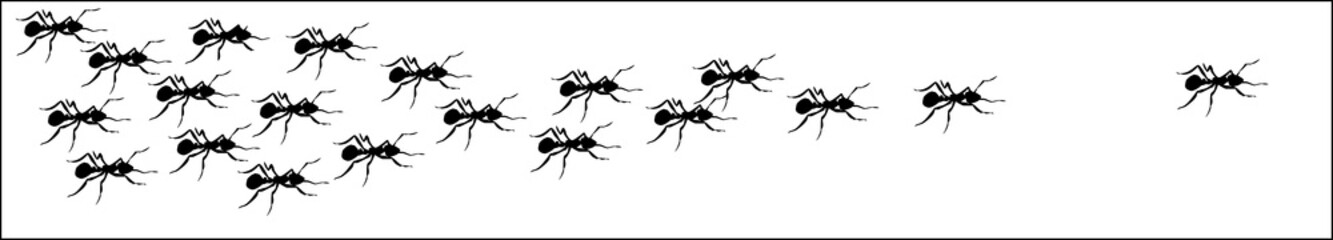 Ants 1