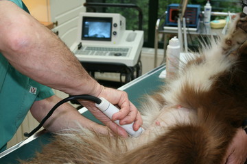 vétérinaire effectuant l'échographie d'une chienne-moniteur