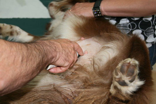 contr&ocirc;le de la cha&icirc;ne mammaire d'une chienne par le v&eacute;t&eacute;rinaire