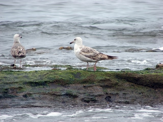 Gaivotas_1