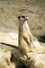 Fototapeta premium attentive meerkat