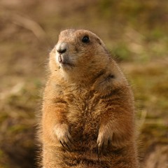 Prairie Marmot - Portrait