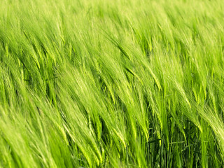 green wheat and windy weather