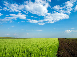 wheat field landscape