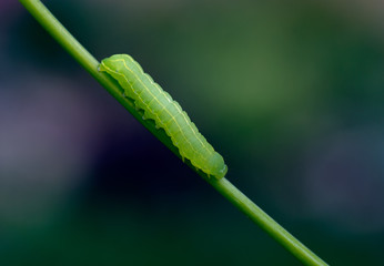 Grüne Raupe