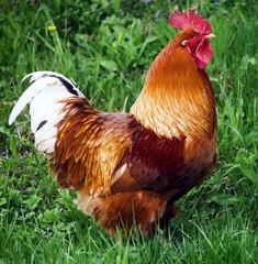 Rooster
