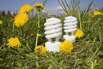 energy saving bulbs on dandelion field