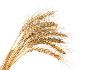 Sheaf of wheat isolated on white background