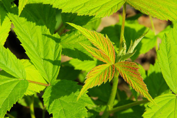 Himbeerblatt - leaf from raspberry 02
