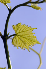 Tralcio di vite