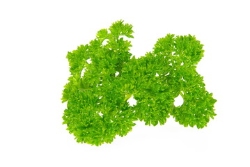 Petersilie - parsley 01